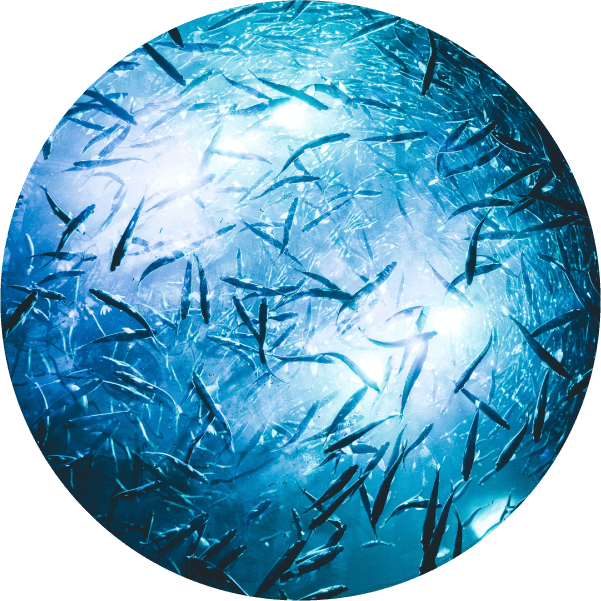 fish collective behavior